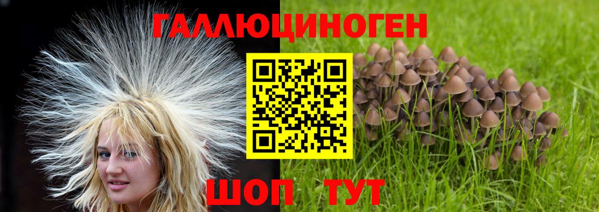 как найти закладки  Вход с VPN  Карачаевск  Псилоцибиновые грибы Magic Shrooms 